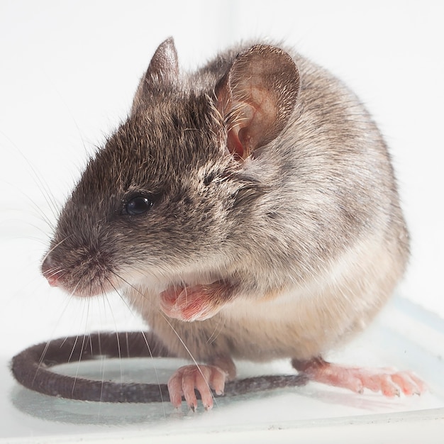 老鼠